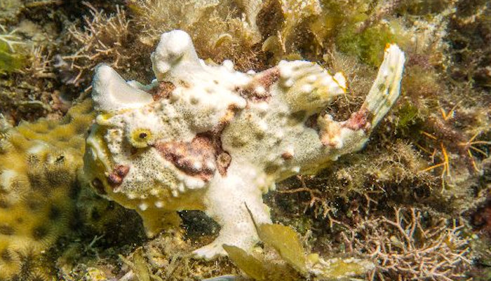 Painted Warty Frogfish